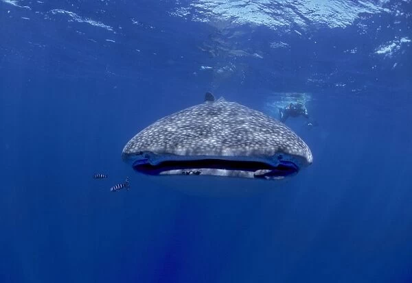 Whale Shark with diver. Facing camera. Walhai, Indian ocean, Mozambique, Africa