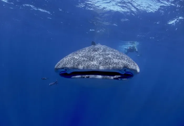 Framed Print : Whale Shark with diver. Facing camera. Walhai, Indian ocean, Mozambique, Africa Framed Print : Whale Shark with diver. Facing camera. Walhai, Indian ocean, Mozambique, Africa