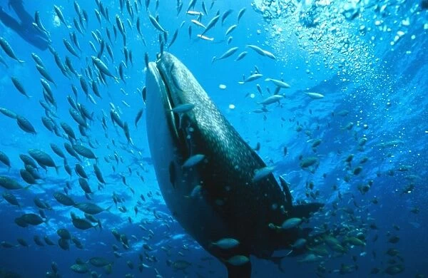 Whale shark - may grow to 18 metres and weigh 40, 000 kilograms GOR00043
