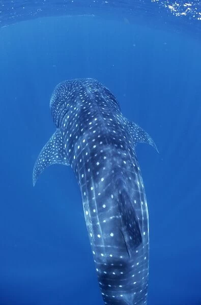Whale Shark - Mozambique