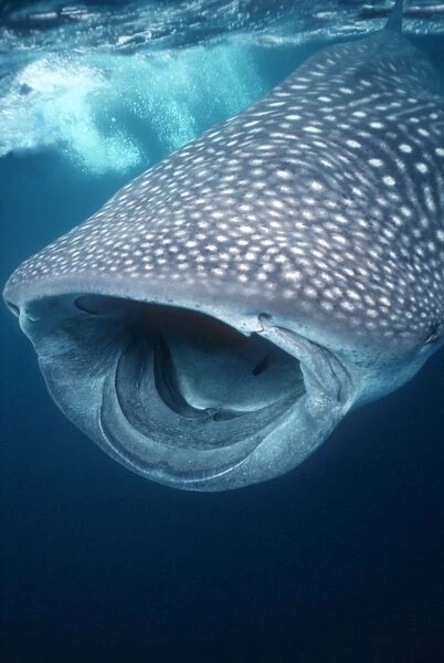 Whale Shark - Shark swimming with big mouth open, filter feeding just under surface. Ningaloo reef, Western Australia. WHS-016