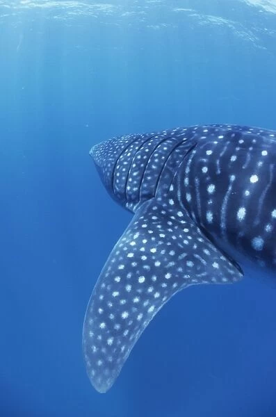 Whale Shark Walhai, Indian ocean, Mozambique