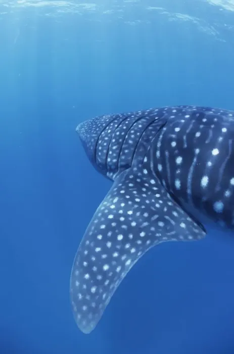 Framed Print : Whale Shark Walhai, Indian ocean, Mozambique Framed Print : Whale Shark Walhai, Indian ocean, Mozambique