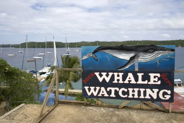 Framed Print : Whale watching advertisement near the harbour at Neiafu Vava'u. Kingdom of Tonga, South Pacific Framed Print : Whale watching advertisement near the harbour at Neiafu Vava'u. Kingdom of Tonga, South Pacific