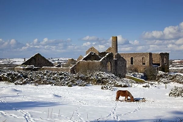Wheal Francis - ruined former mine works - with horse in snow - Cornwall - UK