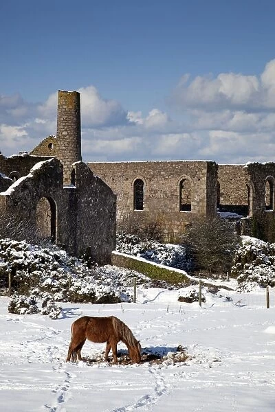 Wheal Francis - ruined former mine works - with horse in snow - Cornwall - UK