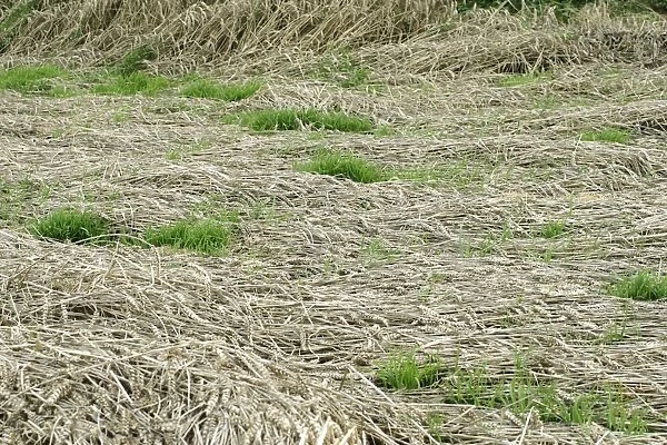 Wheat Area showing rain  /  storm damage followed by growing on ear Bedfordshire UK