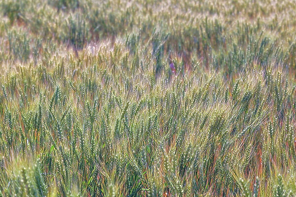Wheat crop close-up, Palouse region of eastern Washington State Date: 13-06-2013