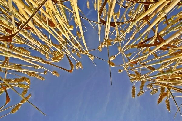 Wheat field ripe ears of wheat against blue sky Germany
