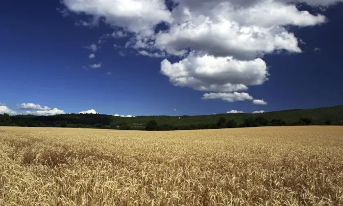 Framed Print : Wheat Field. Sault, Vaucluse, PACA, France Framed Print : Wheat Field. Sault, Vaucluse, PACA, France