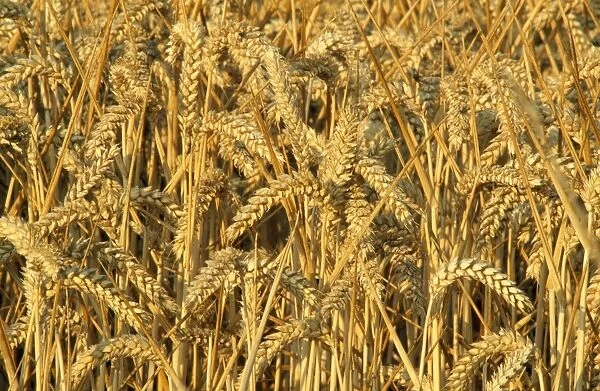 Wheat UK. CAN-15. Wheat. UK. John Cancalosi
