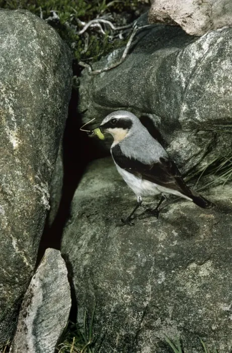 Framed Print : Wheatear. JAB-1824. WHEATEAR. Oenanthe oenanthe. Jack Bailey. Framed Print : Wheatear. JAB-1824. WHEATEAR. Oenanthe oenanthe. Jack Bailey.