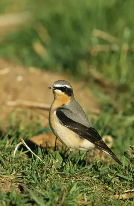 Framed Print : Wheatear CK 4014 Oenanthe oenanthe © Chris Knights / ARDEA LONDON Framed Print : Wheatear CK 4014 Oenanthe oenanthe © Chris Knights / ARDEA LONDON