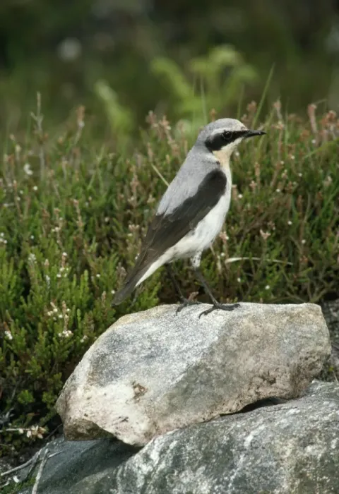 Framed Print : Wheatear - female Framed Print : Wheatear - female