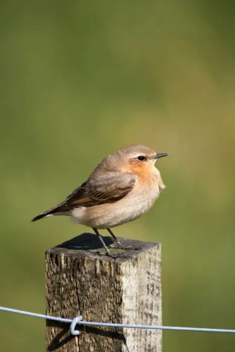Framed Print : Wheatear - female - UK Framed Print : Wheatear - female - UK