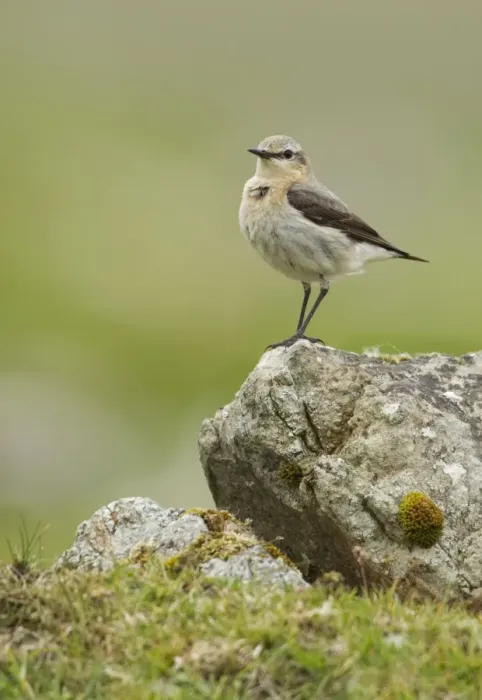 Framed Print : Wheatear - on top of a rock in the field - Fetlar - Shetland islands - Scotland - UK Framed Print : Wheatear - on top of a rock in the field - Fetlar - Shetland islands - Scotland - UK