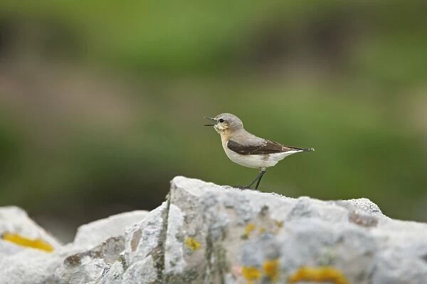 Wheatear - Singing from drystone walls Noss Nature Reserve, Shetland, UK BI010886