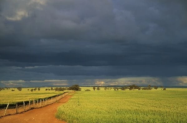 Wheatfields and Approaching Storm - Dalwallinu - Western Australia LA001794