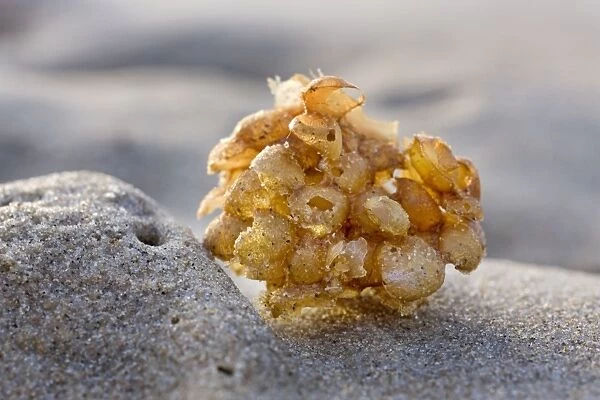Whelk - egg case on the beach - Belgium