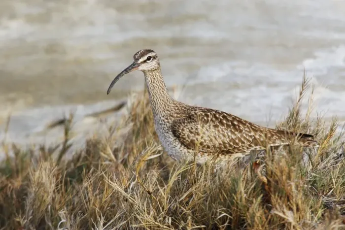 Framed Print : Whimbrel. JZ-2488. Whimbrel. USA. Numenius phaeopus Framed Print : Whimbrel. JZ-2488. Whimbrel. USA. Numenius phaeopus