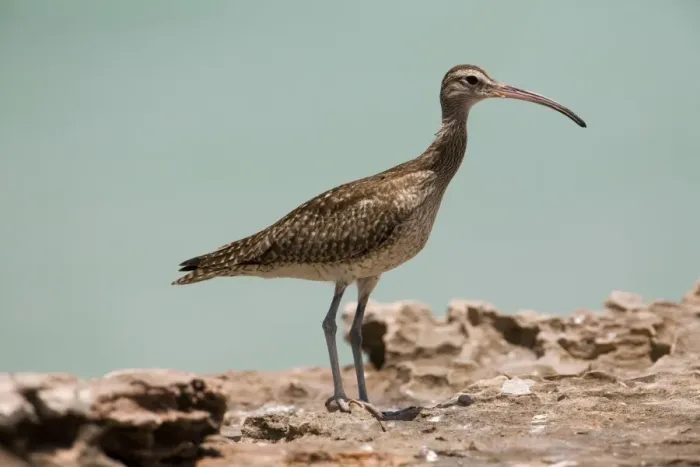 Framed Print : Whimbrel A circumpolar breeder in the high northern latitudes. Winters throughout the Southern Hemisphere. At Roebuck Bay, Western Australia Framed Print : Whimbrel A circumpolar breeder in the high northern latitudes. Winters throughout the Southern Hemisphere. At Roebuck Bay, Western Australia