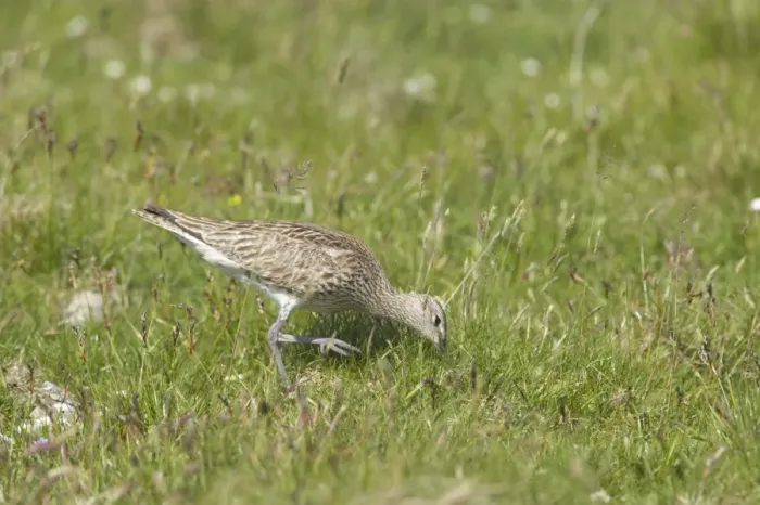 Framed Print : Whimbrel - Feeding Numenius phaeopus Shetland Mainland, UK BI011505 Framed Print : Whimbrel - Feeding Numenius phaeopus Shetland Mainland, UK BI011505
