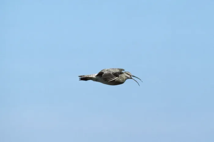 Framed Print : Whimbrel - in flight Framed Print : Whimbrel - in flight