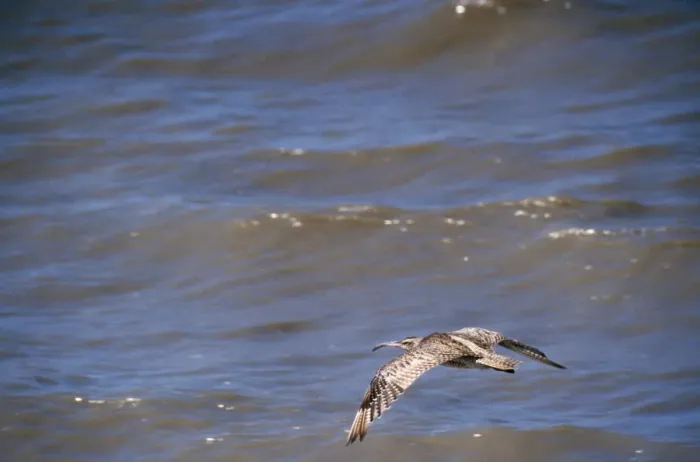 Framed Print : Whimbrel - in flight Cairns, Australia Framed Print : Whimbrel - in flight Cairns, Australia