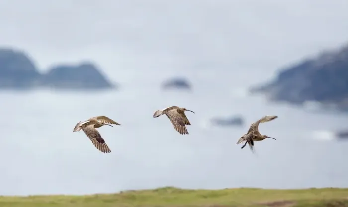 Framed Print : Whimbrel - in flight - UK Framed Print : Whimbrel - in flight - UK