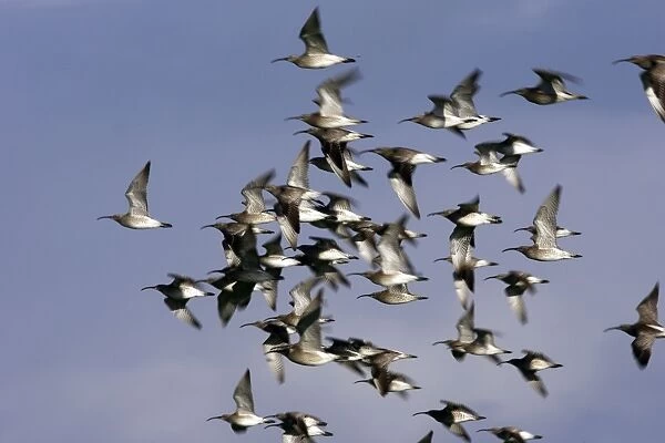 Whimbrel - flock in flight. France