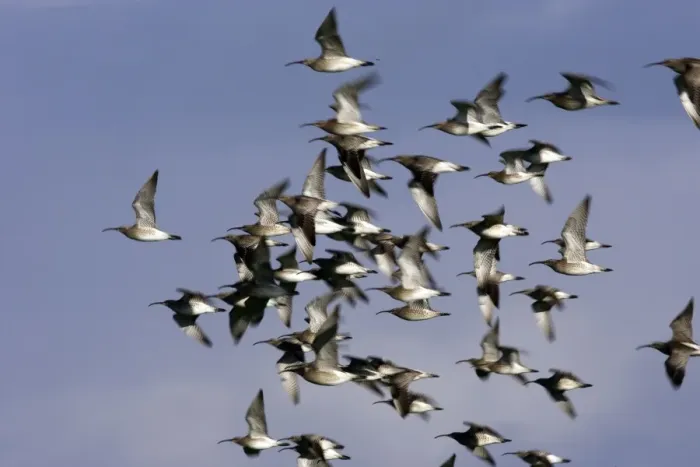 Framed Print : Whimbrel - flock in flight. France Framed Print : Whimbrel - flock in flight. France