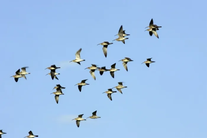 Framed Print : Whimbrel - flock in flight. France Framed Print : Whimbrel - flock in flight. France