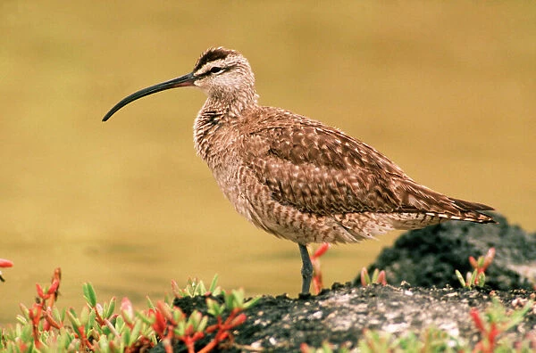 Whimbrel - migrant visitor to Galapagos Islands AU-1672