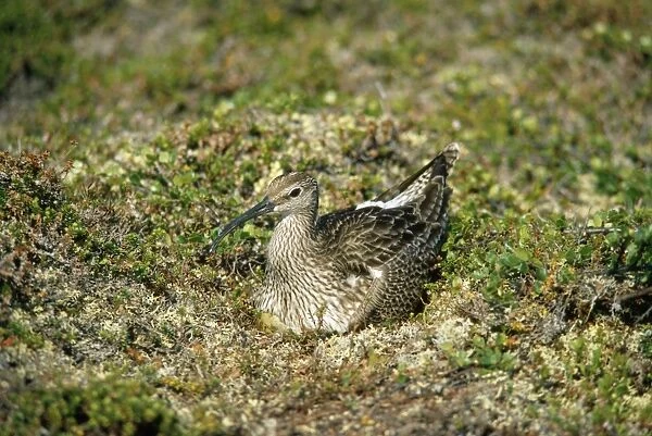 Whimbrel - on nest incubating - Norway