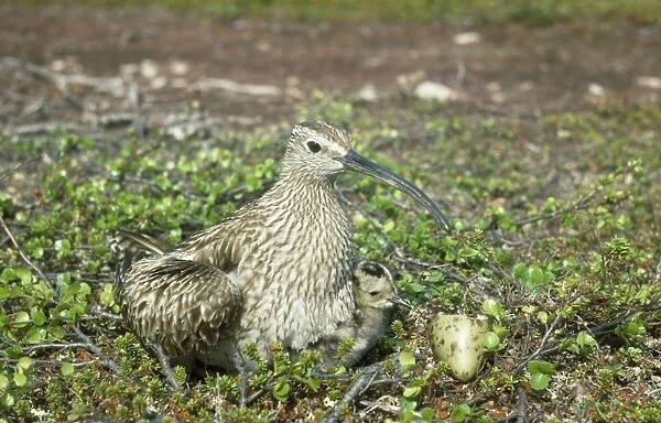 Whimbrel - at nest with young