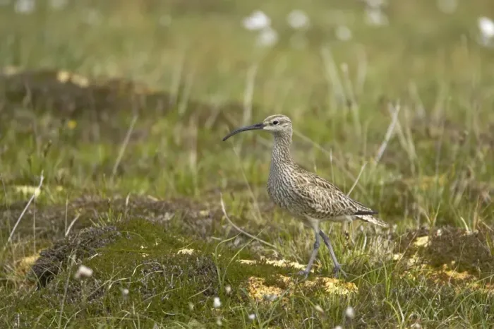 Framed Print : Whimbrel Numenius phaeopus Shetland Mainland, UK BI011470 Framed Print : Whimbrel Numenius phaeopus Shetland Mainland, UK BI011470