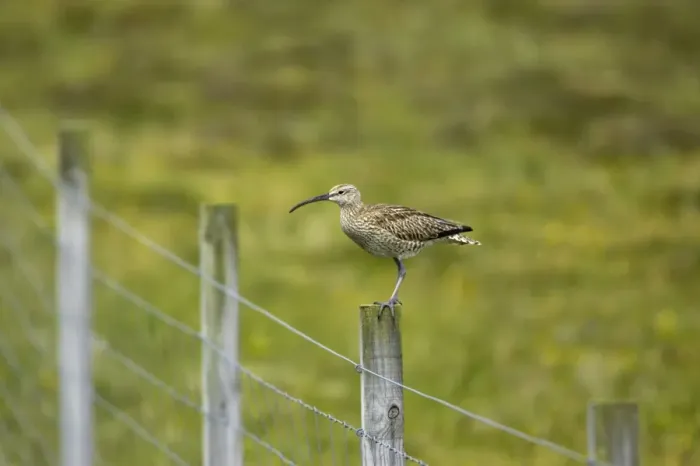 Framed Print : Whimbrel - On post Numenius phaeopus Shetland Mainland, UK BI011463 Framed Print : Whimbrel - On post Numenius phaeopus Shetland Mainland, UK BI011463