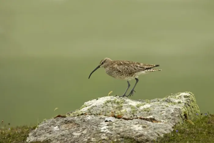 Framed Print : Whimbrel - On rock Numenius phaeopus Shetland Mainland, UK BI011479 Framed Print : Whimbrel - On rock Numenius phaeopus Shetland Mainland, UK BI011479