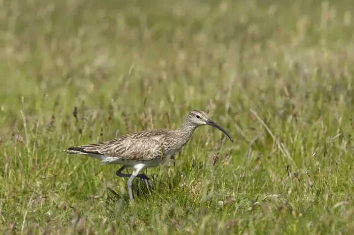 Framed Print : Whimbrel - Walking through grassland Numenius phaeopus Shetland Mainland, UK BI011510 Framed Print : Whimbrel - Walking through grassland Numenius phaeopus Shetland Mainland, UK BI011510
