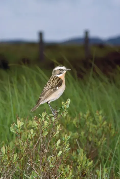 Framed Print : Whinchat. JAB-1635. WHINCHAT. Saxicola rubetra Framed Print : Whinchat. JAB-1635. WHINCHAT. Saxicola rubetra
