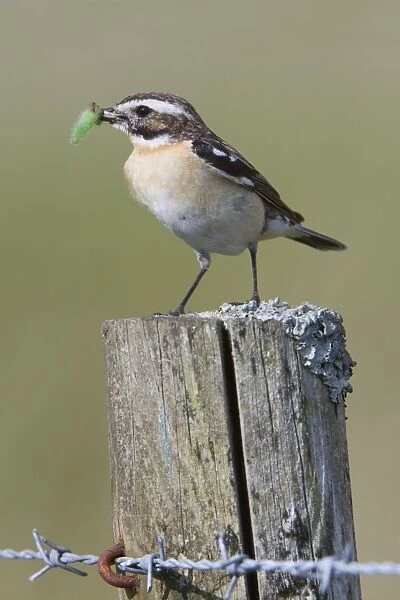 Whinchat - with insect - UK
