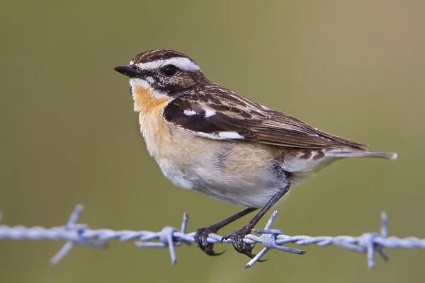 Whinchat - male on barbed wire