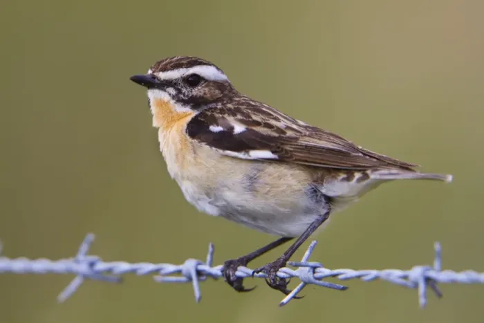 Framed Print : Whinchat - male on barbed wire Framed Print : Whinchat - male on barbed wire