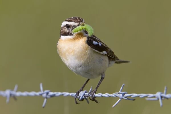 Whinchat - male on barbed wire with caterpillar in mouth