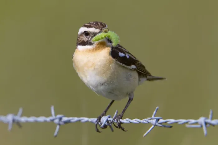 Framed Print : Whinchat - male on barbed wire with caterpillar in mouth Framed Print : Whinchat - male on barbed wire with caterpillar in mouth