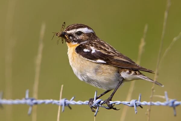 Whinchat - male on barbed wire with insects in mouth