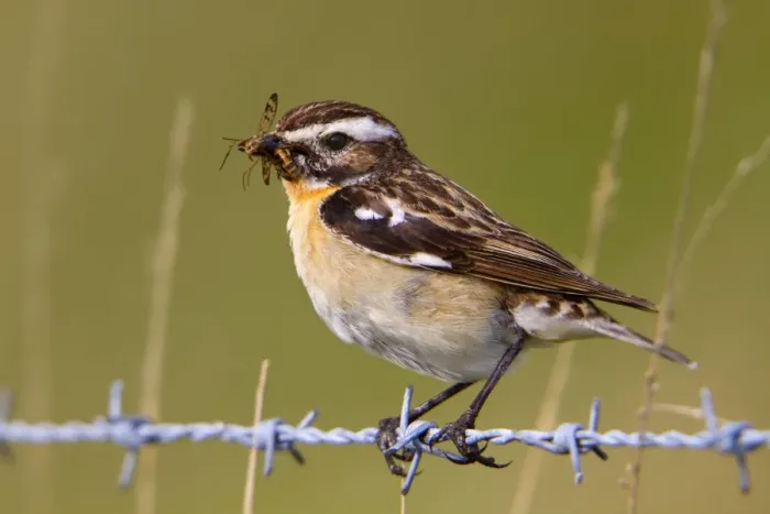 Framed Print : Whinchat - male on barbed wire with insects in mouth Framed Print : Whinchat - male on barbed wire with insects in mouth
