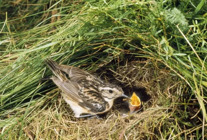 Framed Print : Whinchat - at nest Framed Print : Whinchat - at nest