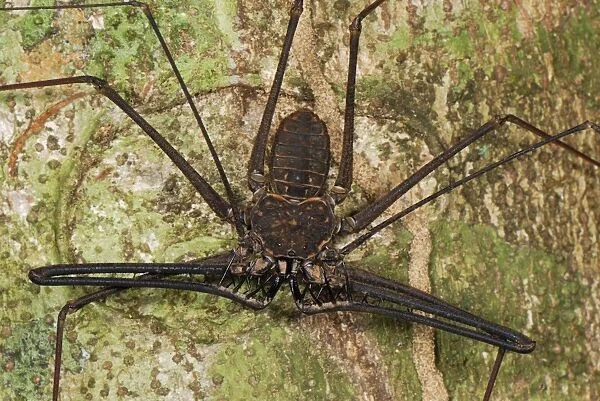 Whip Spider  /  Tailless Whip Scorpion - Allpahuayo Mishana National Reserve - Iquitos - Peru