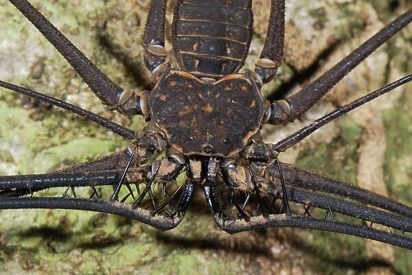 Whip Spider  /  Tailless Whip Scorpion - Allpahuayo Mishana National Reserve - Iquitos - Peru